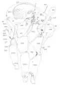 Thorax