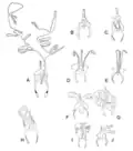 Genitalia