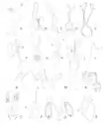 Genitalia