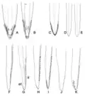 Pièces buccales