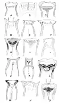 Pièces buccales
