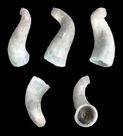 Parastrophia cornucopiae