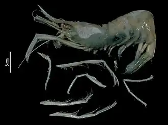 Description de cette image, également commentée ci-après