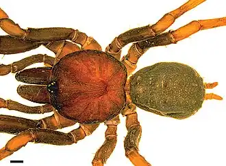 Description de l'image Paratropis elicioi, male, dorsal.jpg.