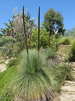 Xanthorrhoea glauca