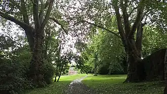 Les platanes remarquables.