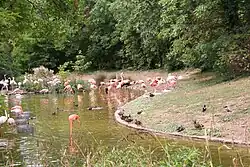 Flamants roses et oiseaux aquatiques en 2006.
