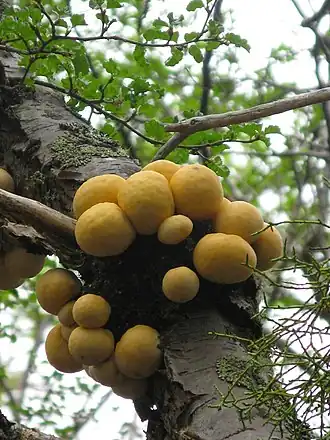 « Pan de Indio » (Cyttaria hariotii)
