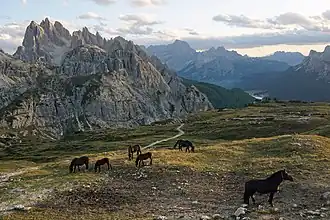Chevaux dans le parc naturel des Tre Cime. Septembre 2019.