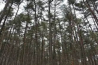 Forêt de Pinus sylvestris dans la partie nord du parc.