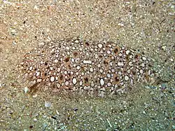 Pardachirus hedleyi.