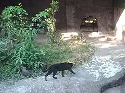 Une forme mélanique à Lao Zoo (province de Vientiane).