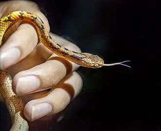 Description de l'image Pareas atayal.jpg.