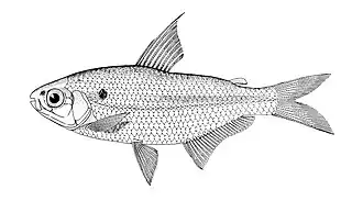 Description de l'image Parecbasis cyclolepis illustration (1915).jpg.