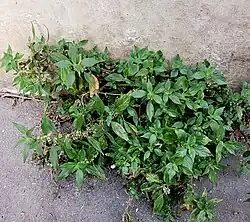 P. de Judée dans une rue de Paris 75005.