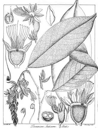 Description de l'image Parinarium indicum Govindoo.jpg.