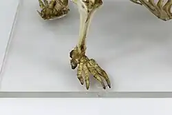 Squelette d'une patte postérieure.