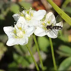 Parnassie des marais (Parnassia palustris)