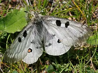 Parnassius apollo testoutensis (Savoie, France).
