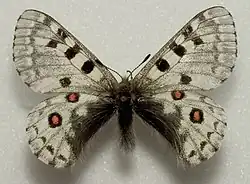 Parnassius epaphus abruptus