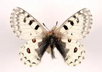 Parnassius epaphus