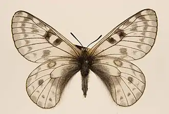 Parnassius maharaja
