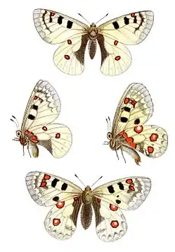 Dessin de Jacob HübnerParnassius phoebusssp sacerdos.
