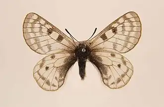Parnassius simonius