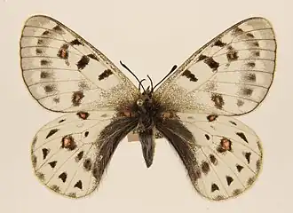 Parnassius tenedius