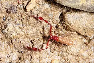 Description de l'image Parobisium sanlouense (10.3897-subtbiol.34.49586) Figure 10.jpg.