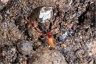 Description de l'image Parobisium tiani (10.3897-subtbiol.34.49586) Figure 14.jpg.