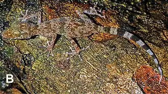 Description de l'image Paroedura homalorhina - Oo 33717B.jpg.