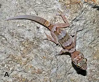 Description de l'image Paroedura karstophila - Oo 33717A.jpg.