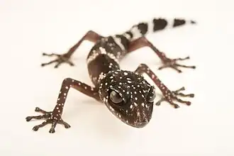 Description de l'image Paroedura masobe.jpg.