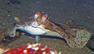 Description de cette image, également commentée ci-après