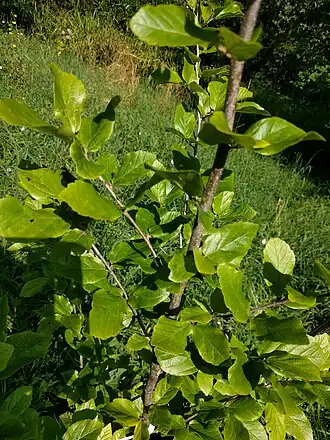 Description de l'image Parrotia subaequalis.jpg.