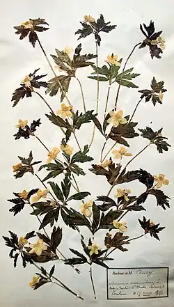 Herbier Corroy (1893-1895), Muséum d'Angers
