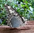 Parthenos sylvia lilacinus