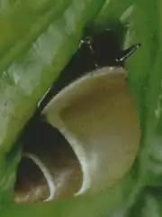 Description de l'image Partula_gibba.png.