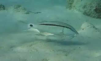 Un rouget barbet rayé (Parupeneus barberinus)