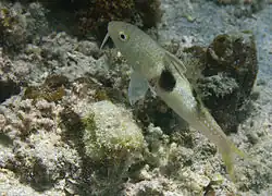 Parupeneus pleurostigma