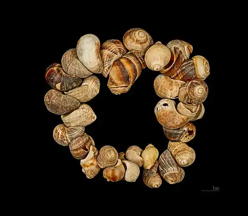 Parure de Cro-Magnon - Collection de Louis Lartet,muséum de Toulouse.
