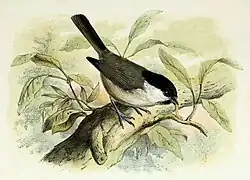 Illustration naturaliste représentant la Mésange nonnette perchée sur une branche d'arbre feuillu.