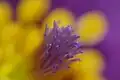 Gros plan du pistil