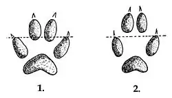 Dessins en noir et blanc de deux empreintes : sur la première : la ligne rejoignant l'empreinte du coussinet 1 et du coussinet 4 coupe l'empreinte des coussinets 2 et 3 : c'est celle du chien. Sur la deuxième : la même ligne ne coupe pas l'emprinte des coussinets du milieu : c'est celle du renard.
