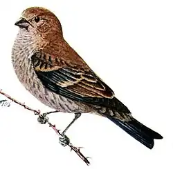 Dessin d'un oiseau brun posé sur une branche