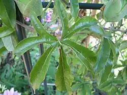 Feuille de Passiflora caerula