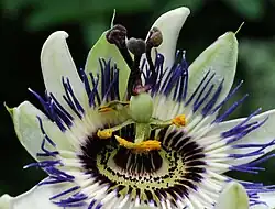 Passiflora caerulea avec styles dressés