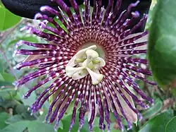 Passiflora laurifolia.