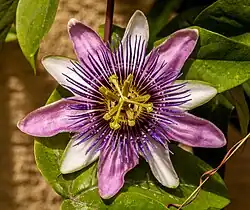 Fleur de passiflore.